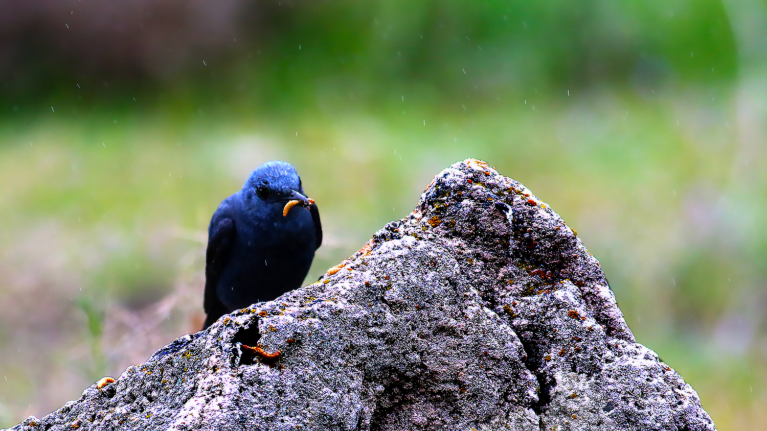 Blue Rock-Thrush